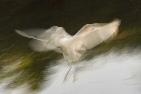 FL, St Augustine Abstract of snowy egret landing